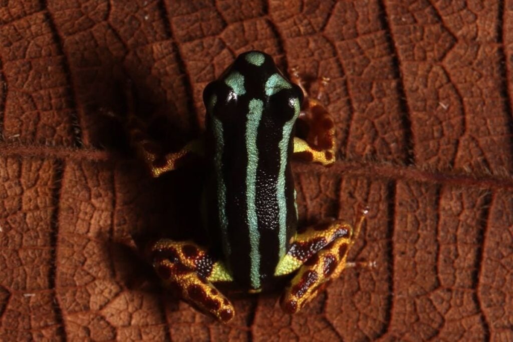 sapo venenoso Amazônia