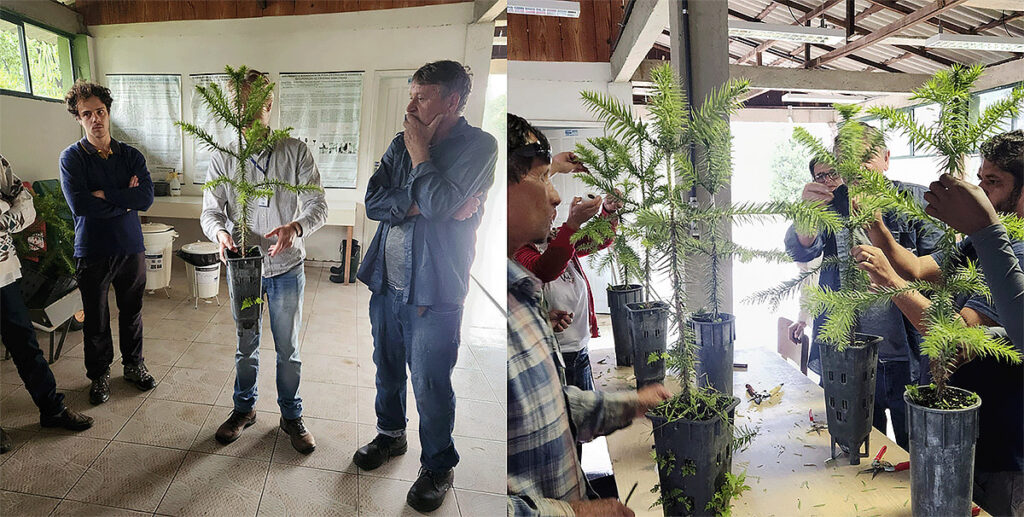 curso viveiros mudas araucária pinhão