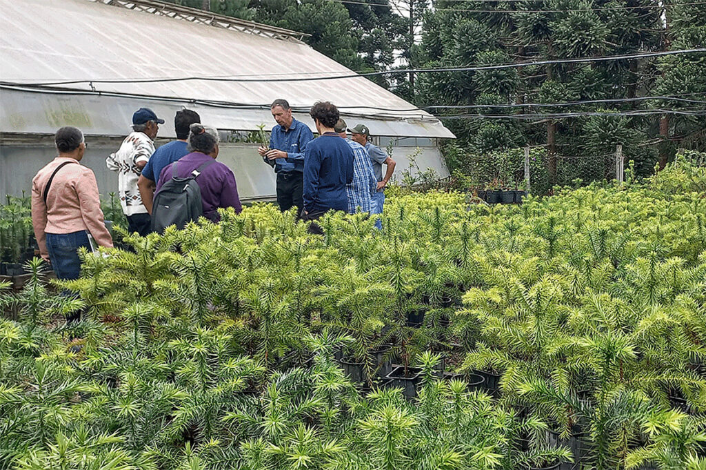 curso de produção de pinhão