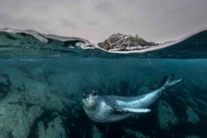 foca oceanos