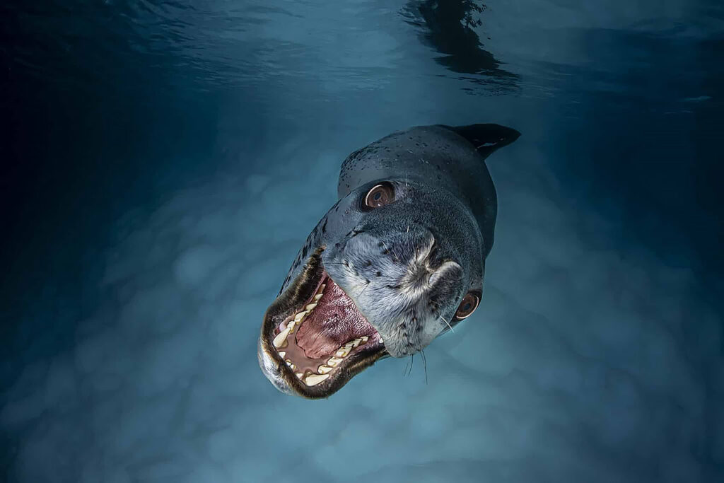 foca