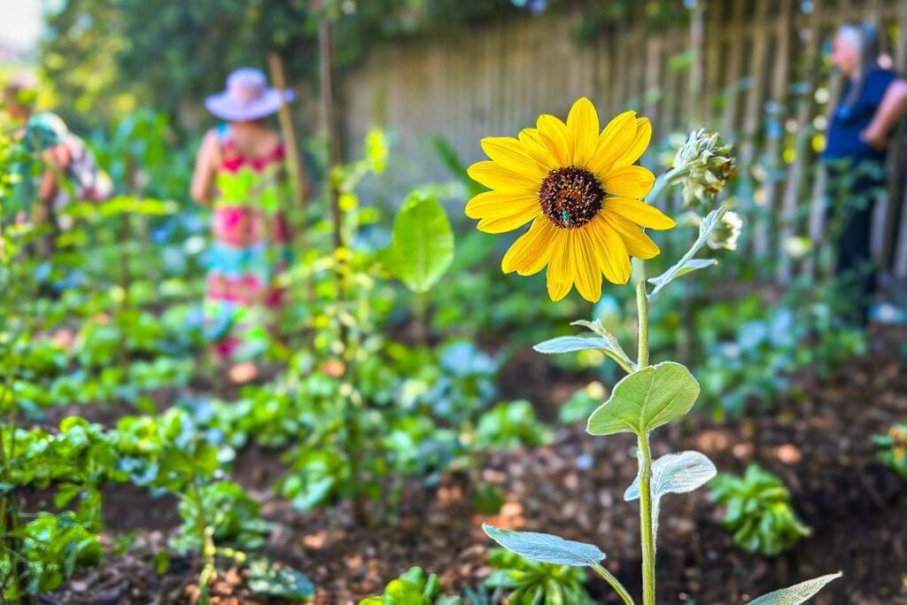 hortas comunitárias agroflorestais
