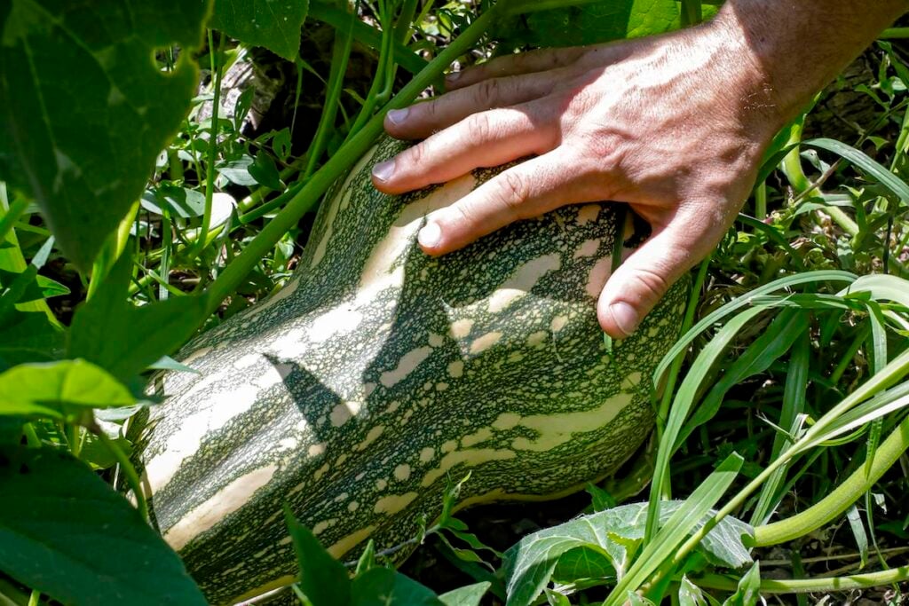 hortas comunitárias agroflorestais
