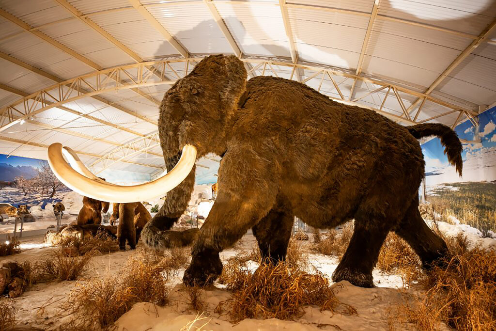 mamute em museu de itatiba