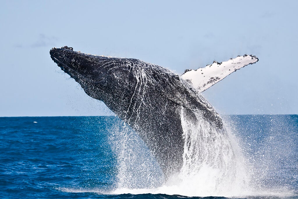 abrolhos