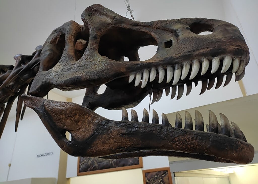 cabeça de dinossauro