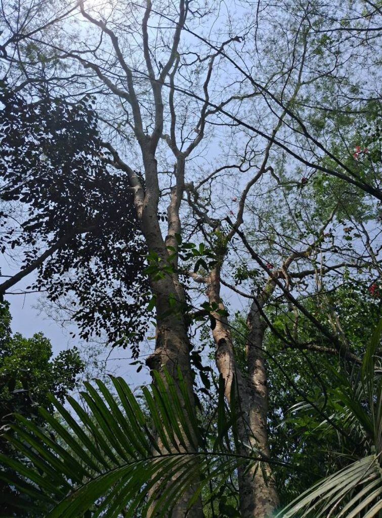floresta ecomuseu