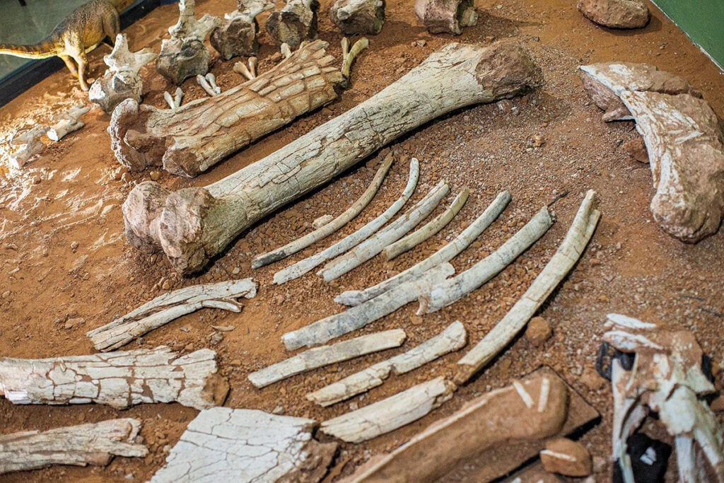 fósseis dinossauro