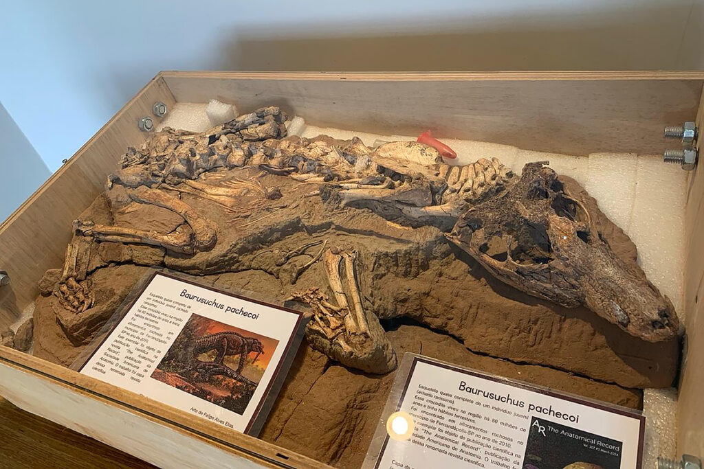 fóssil de dinossauro