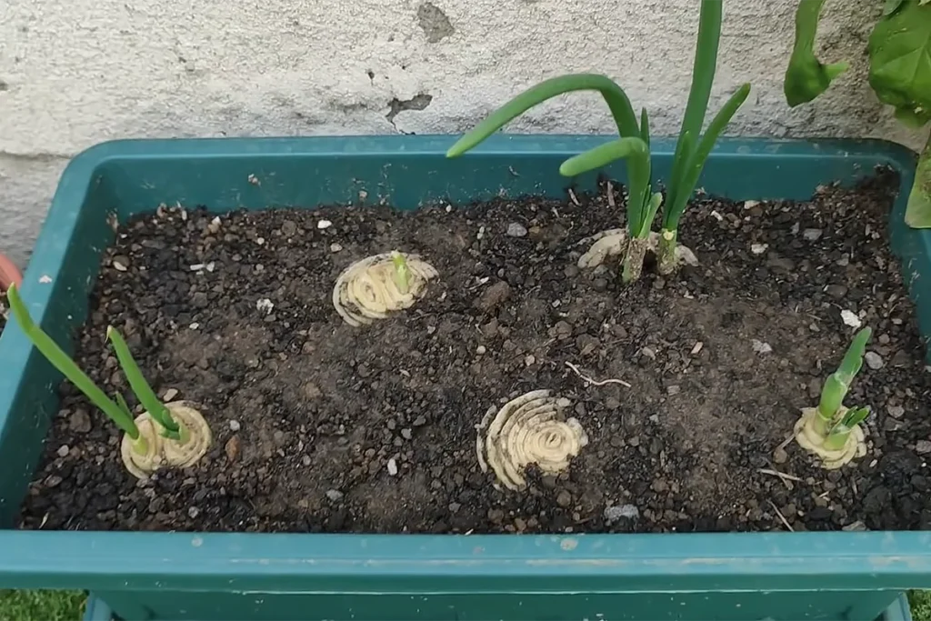 plantar cebolas em vasos
