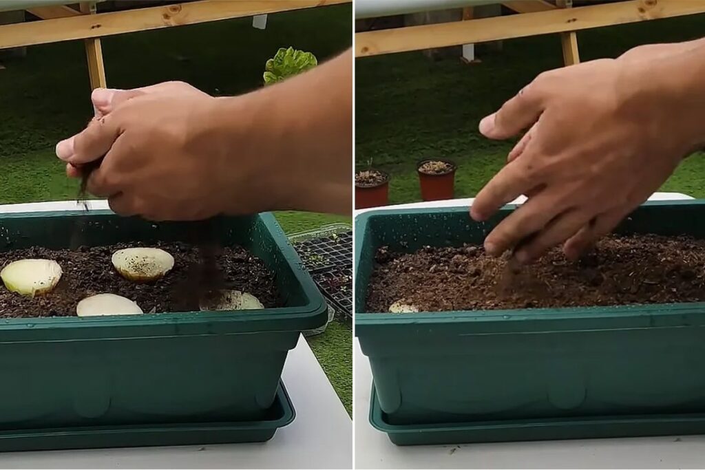 plantar cebolas em vasos