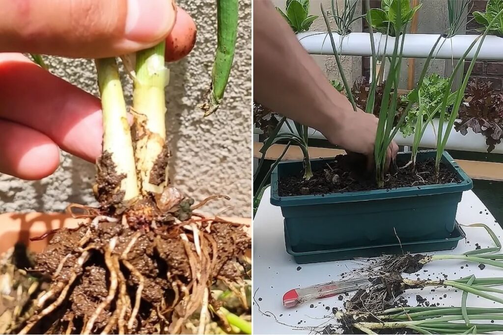 plantar cebolas em vasos