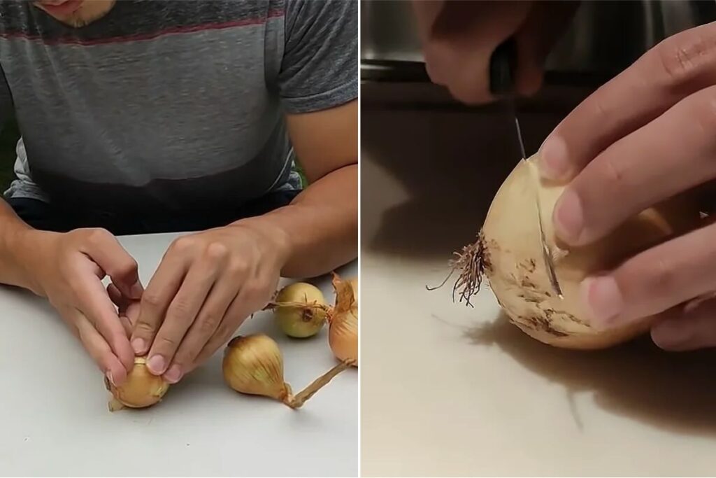 plantar cebolas em vasos