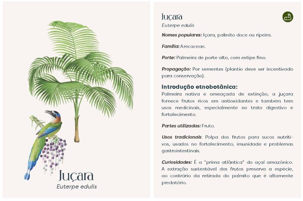 juçara