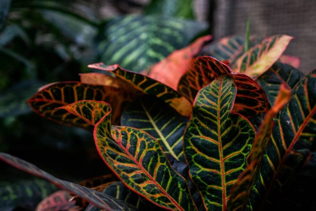 plantas no frio