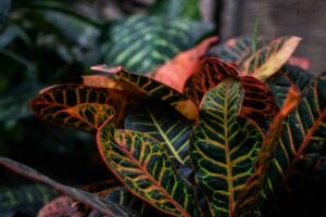 plantas no frio