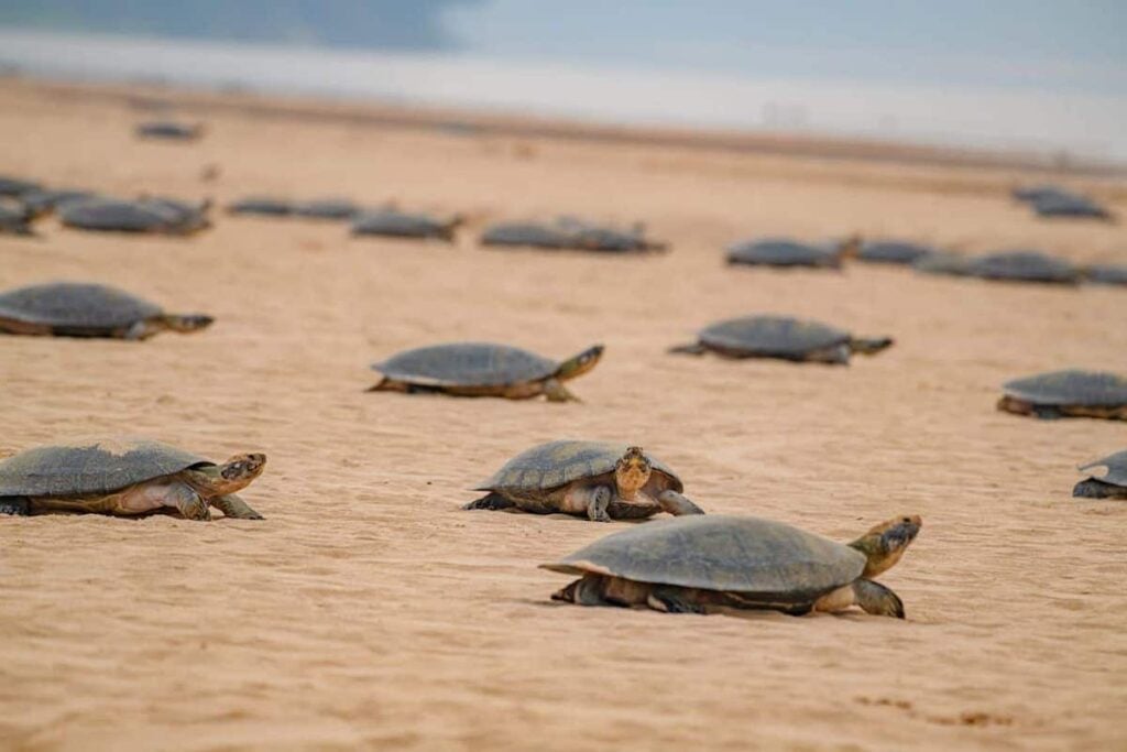 tartarugas caminham na areia