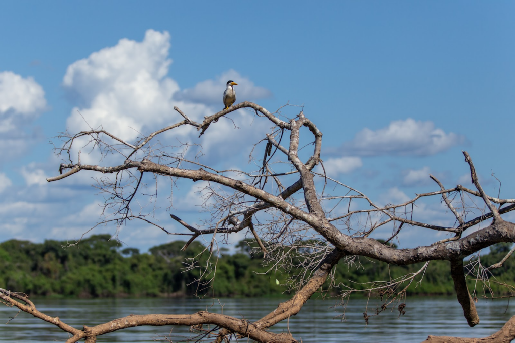 passarinho em tronco de arvore Cerrado COP