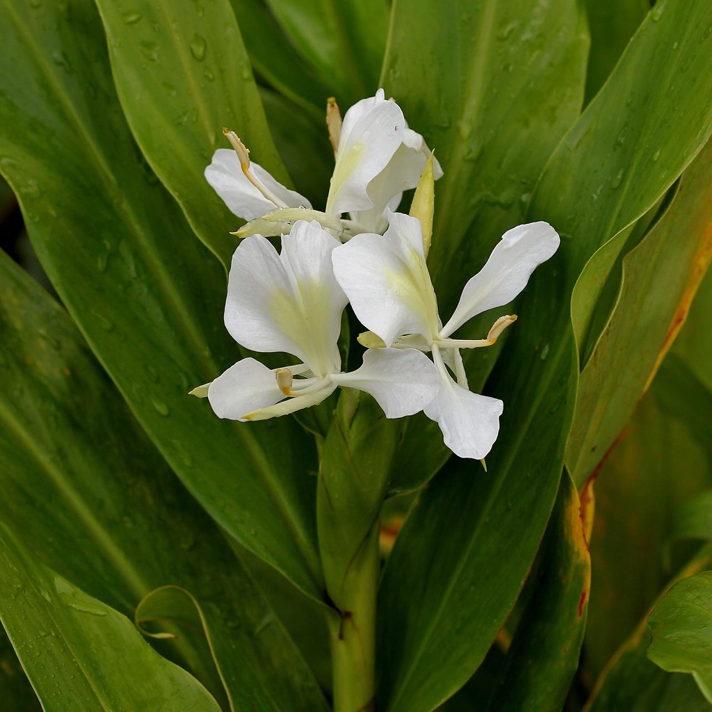 Lírio-do-brejo