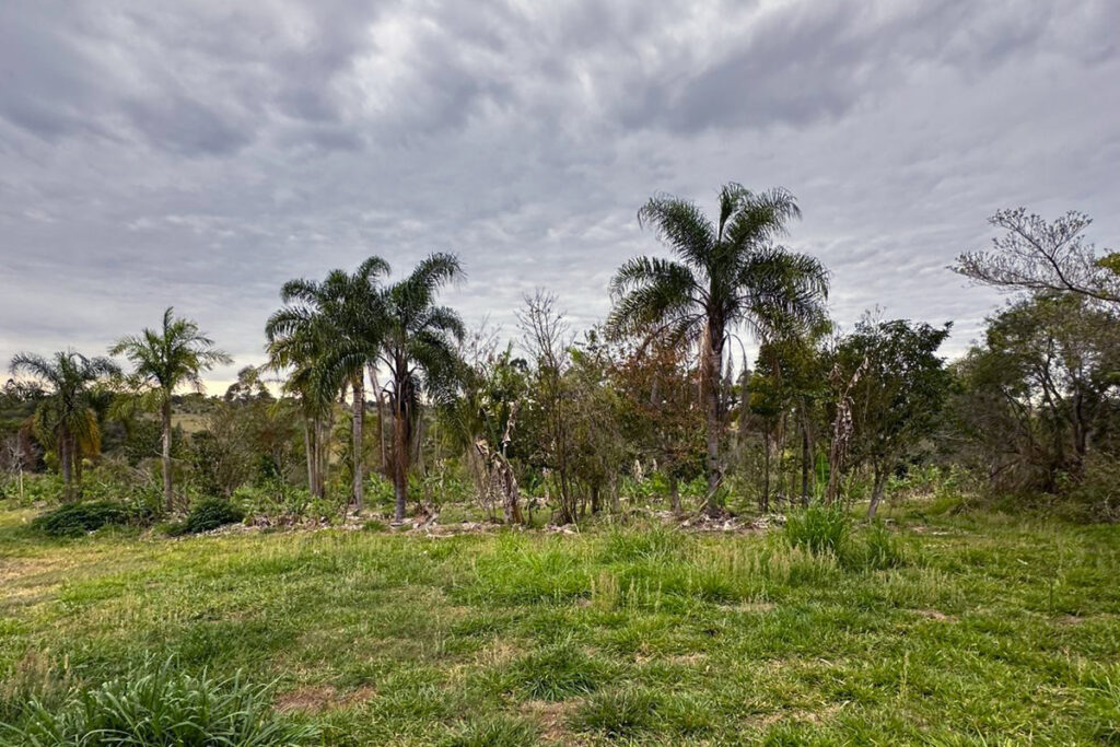 agrofloresta