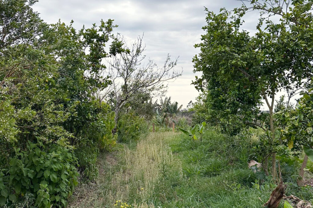 agrofloresta