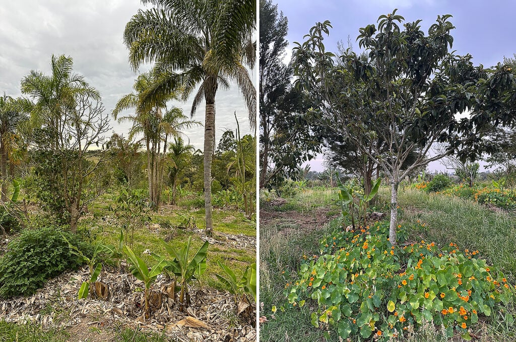 agroflorestas