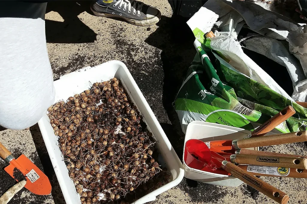 coleta para plantio de árvores nativas