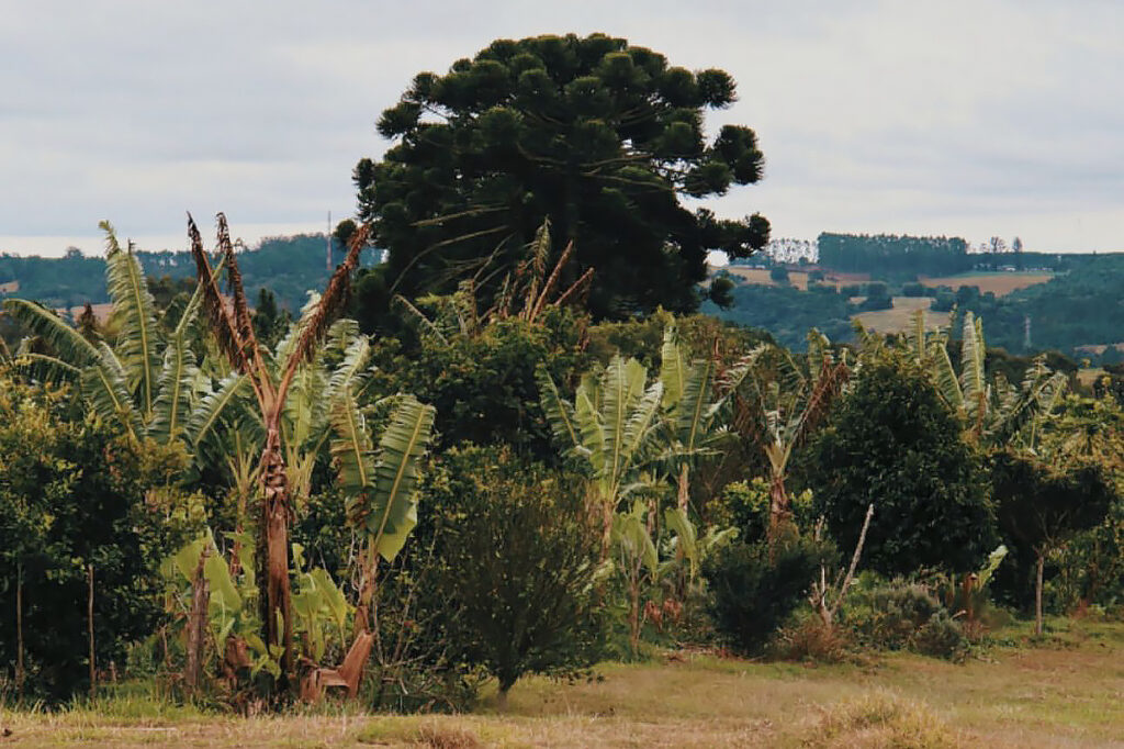 agrofloresta
