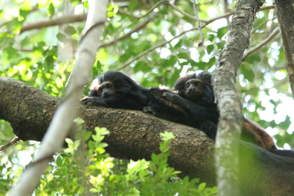 Mico-leão-preto 