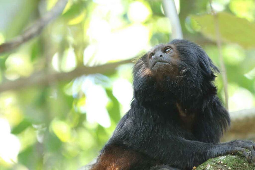 Mico-leão-preto 