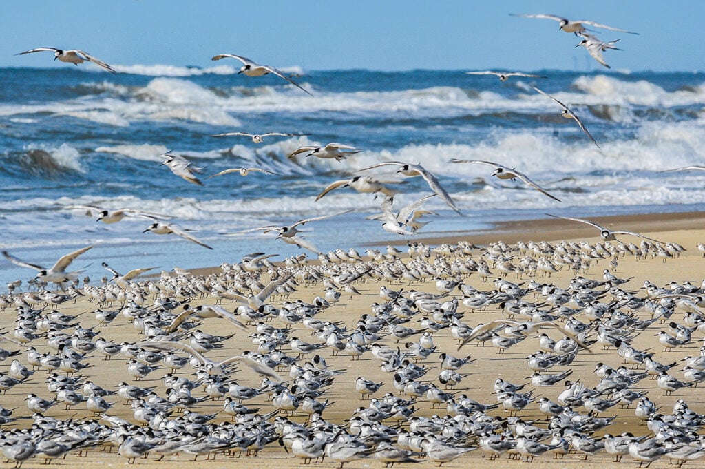 pássaros praia