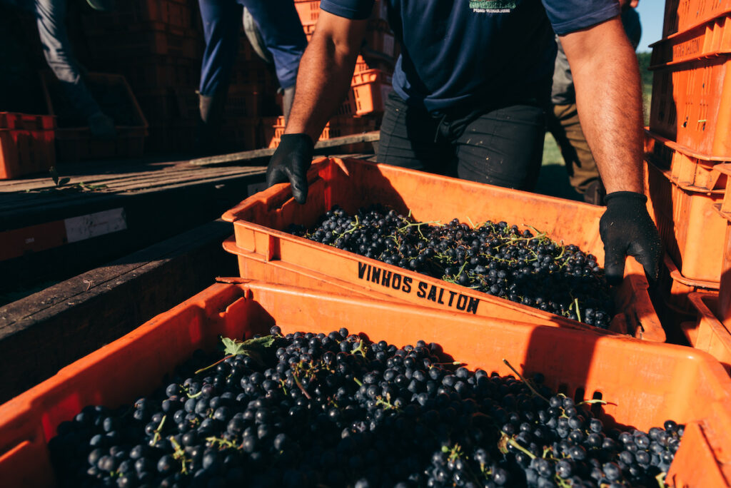 colheita de uva