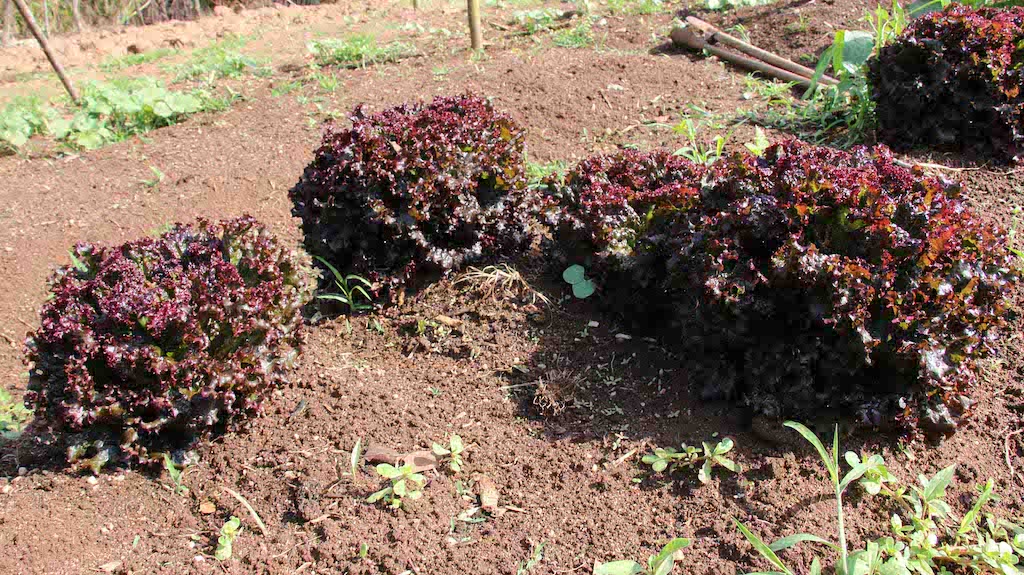 horta circular