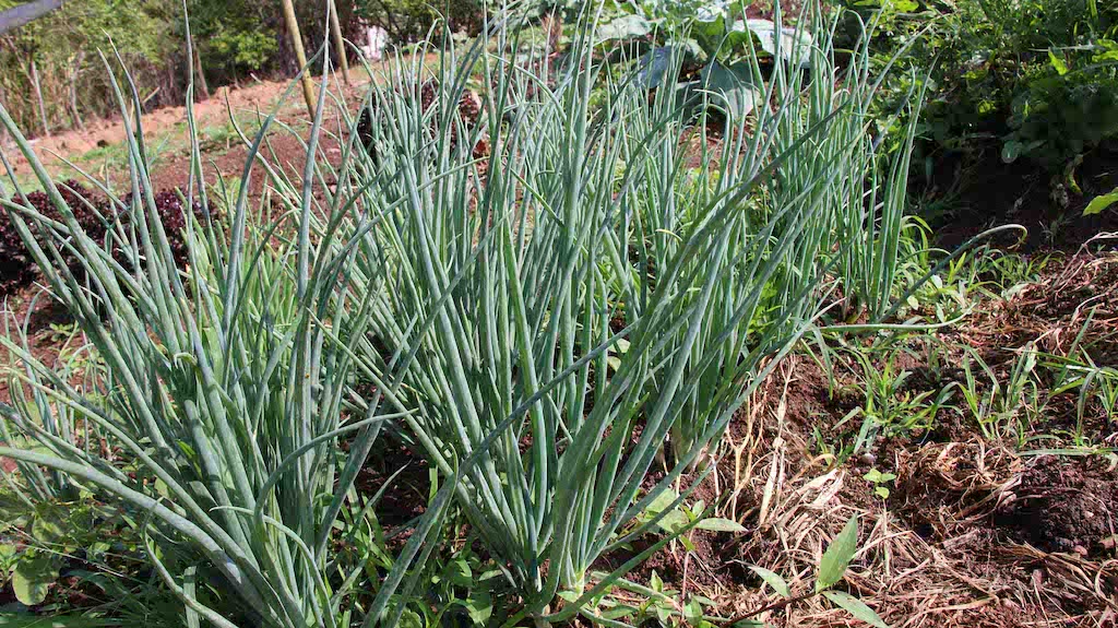 cebolinha