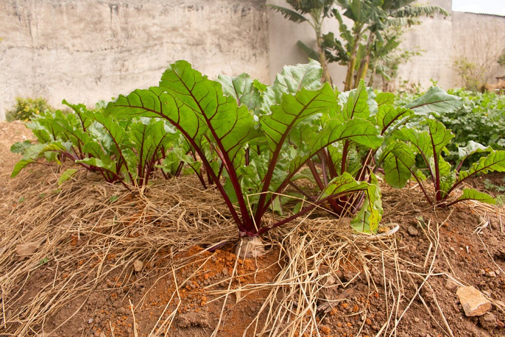 beterraba