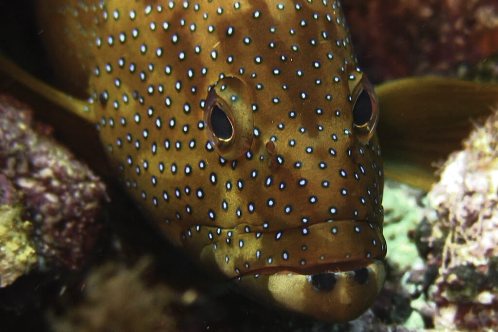 peixe