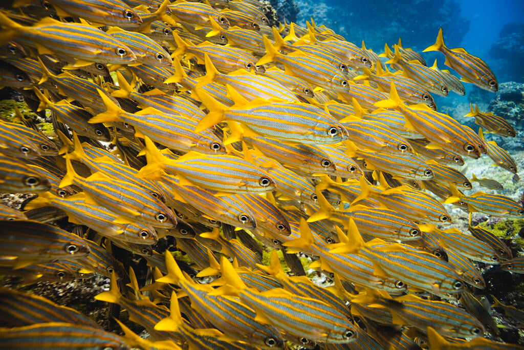 peixes
