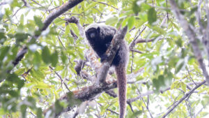 guigó-da-Caatinga