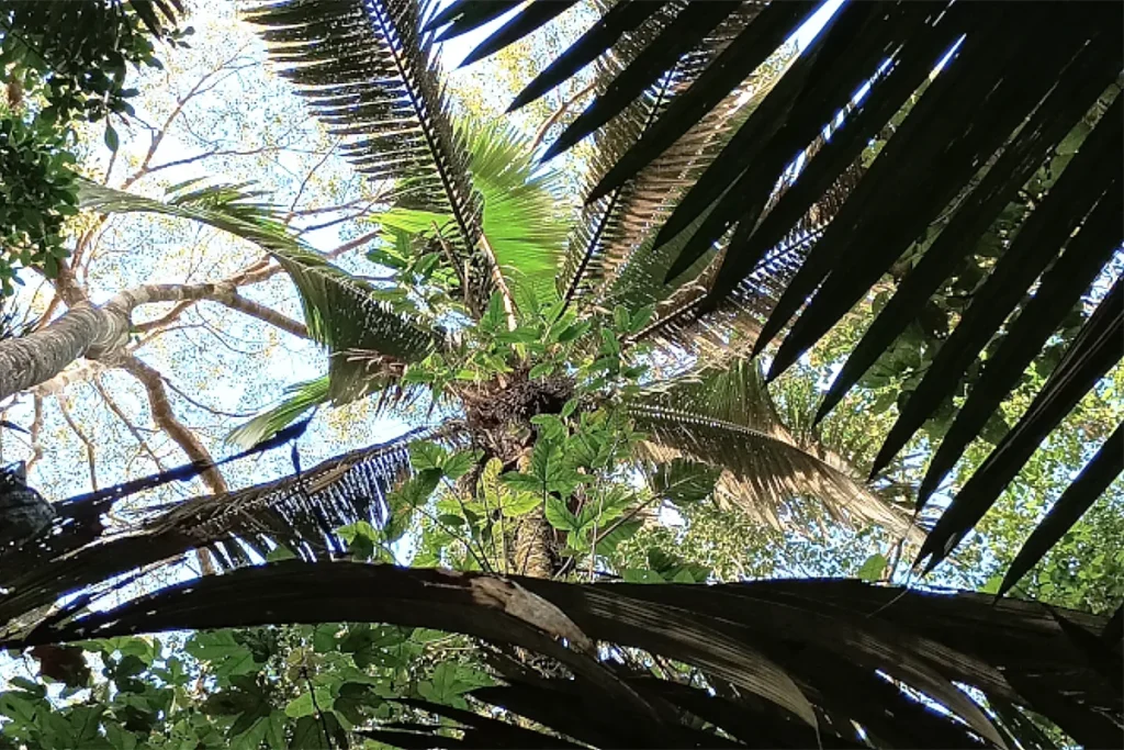 palmeira
