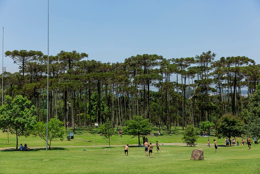 araucárias sesc interlagos
