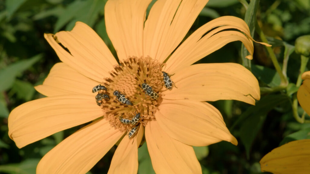 flor e besouros