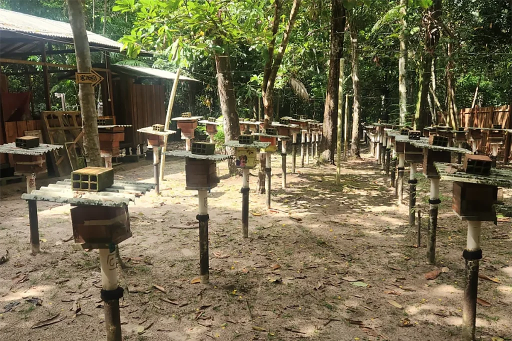 meliponário