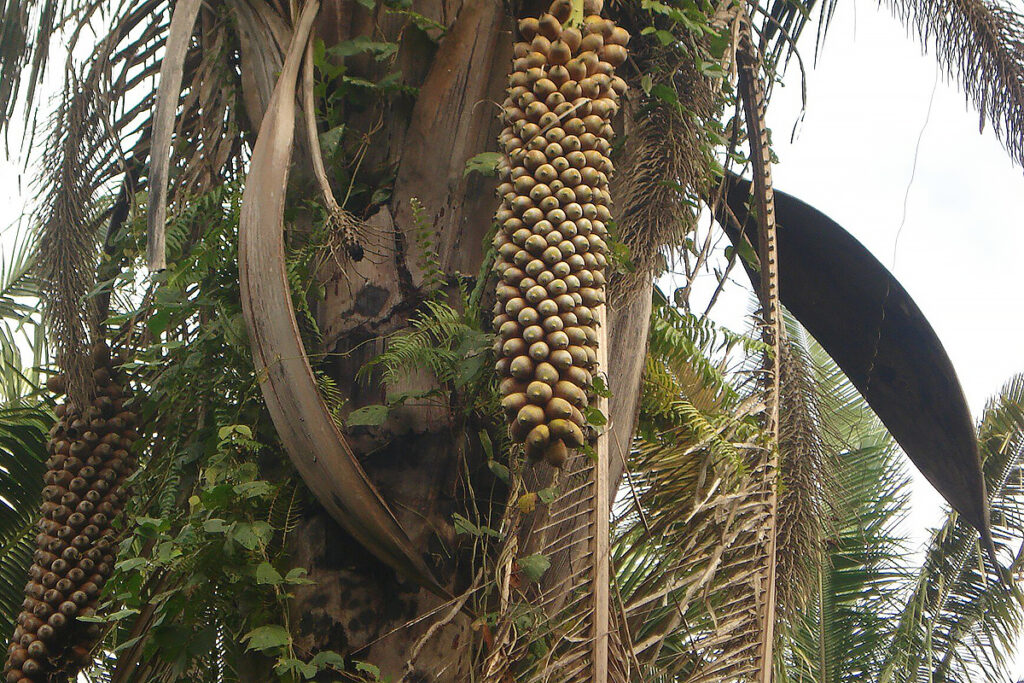 palmeira e frutos do babaçu