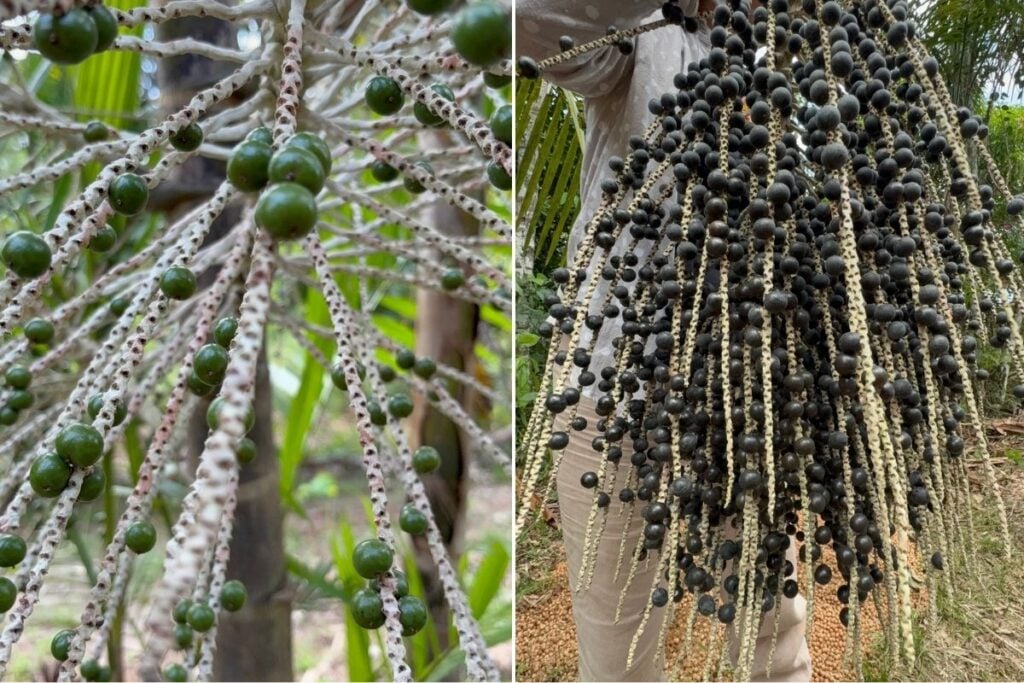 açaí