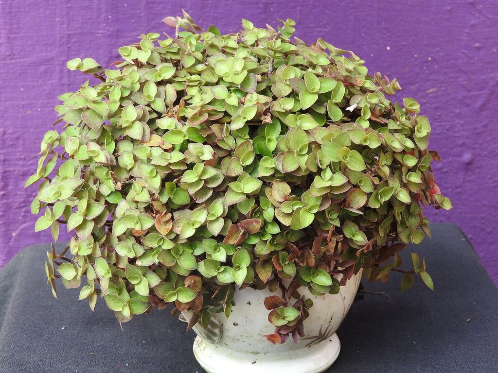 planta abundância dinheiro-em-penca