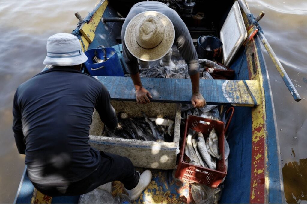 mercúrio peixes