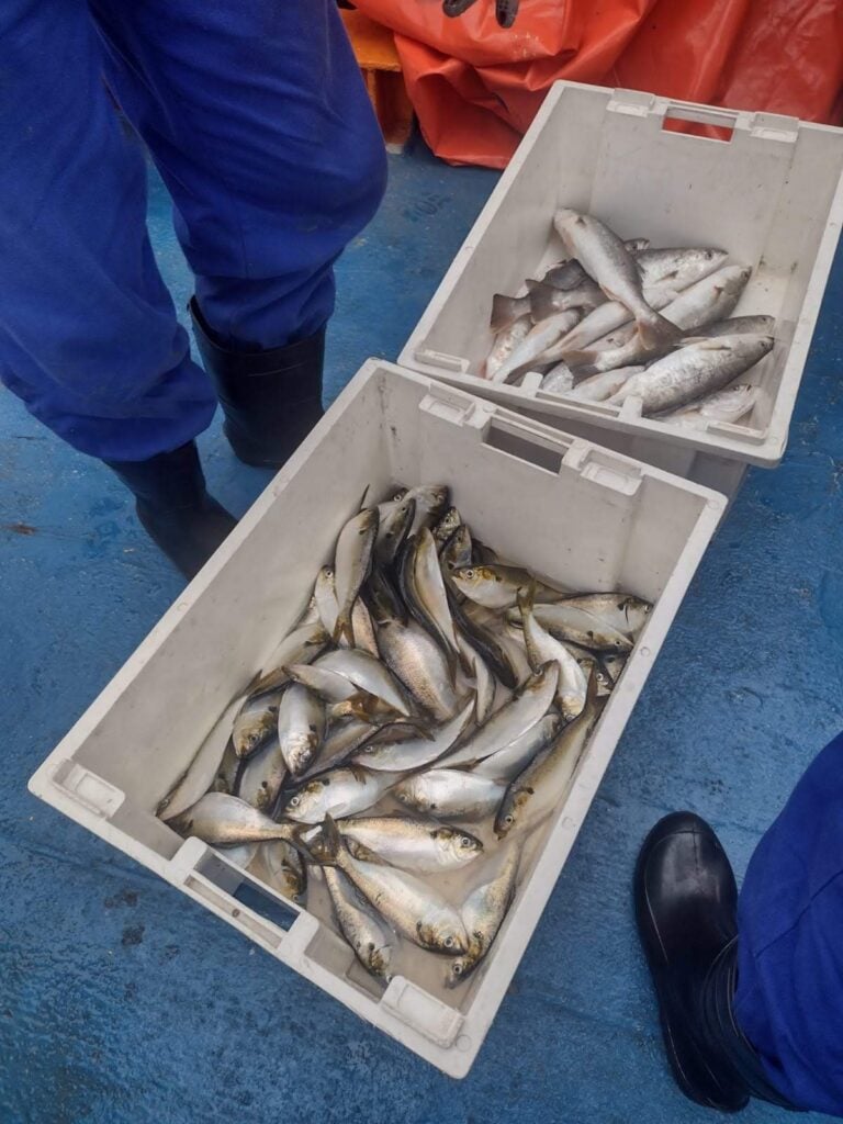 mercúrio peixes baia guanabara