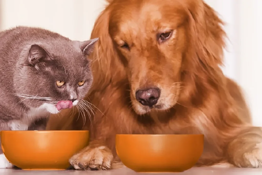 cão e gato comendo