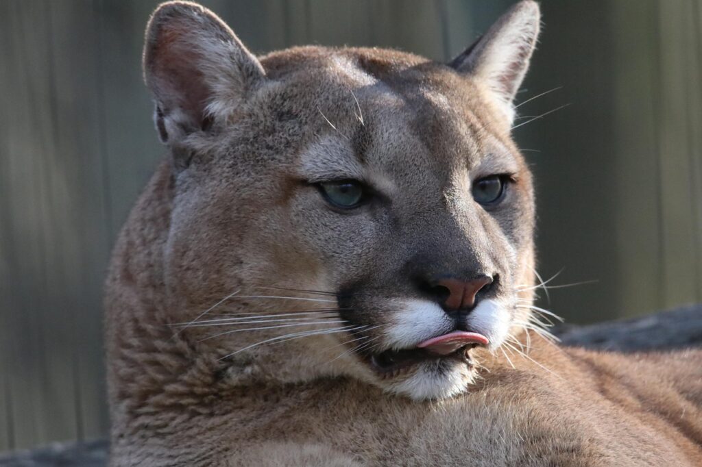 Puma