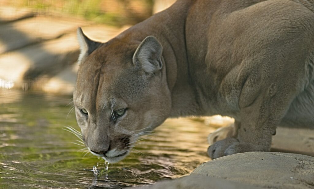 puma onça parda bebe água
